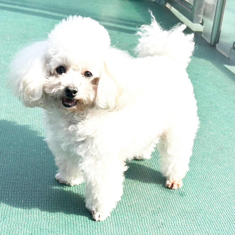 生徒が撮影したモデル犬写真③